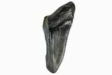 Partial Megalodon Tooth - South Carolina #172206-1